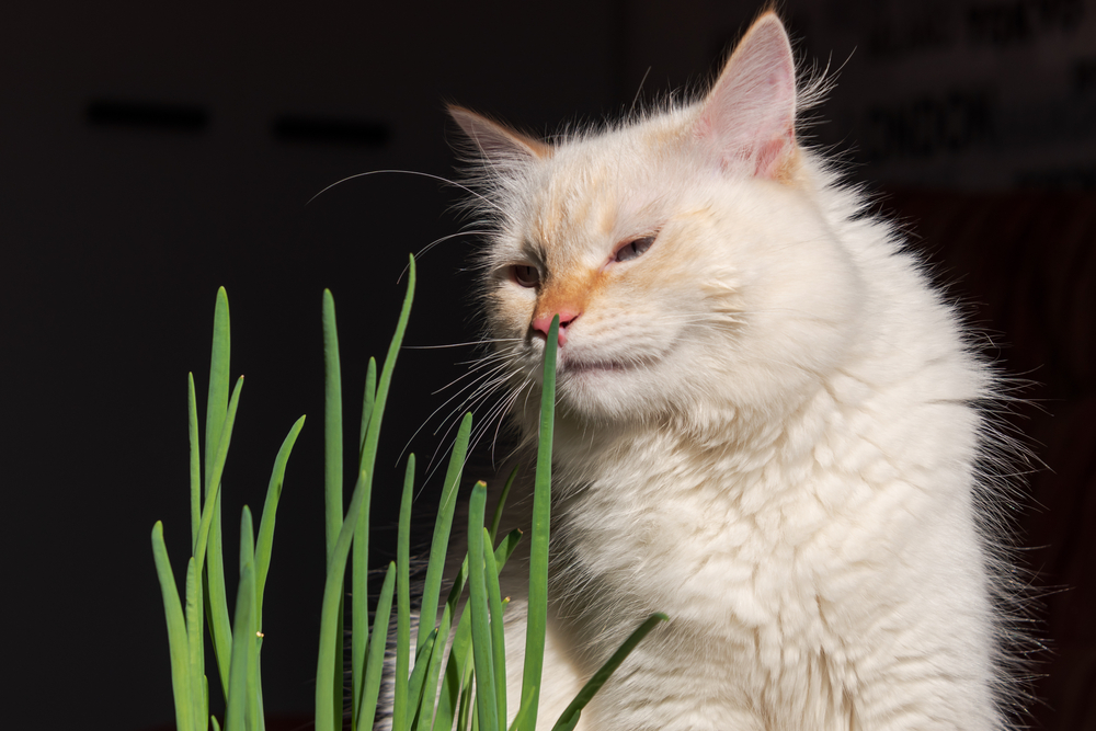 “猫"