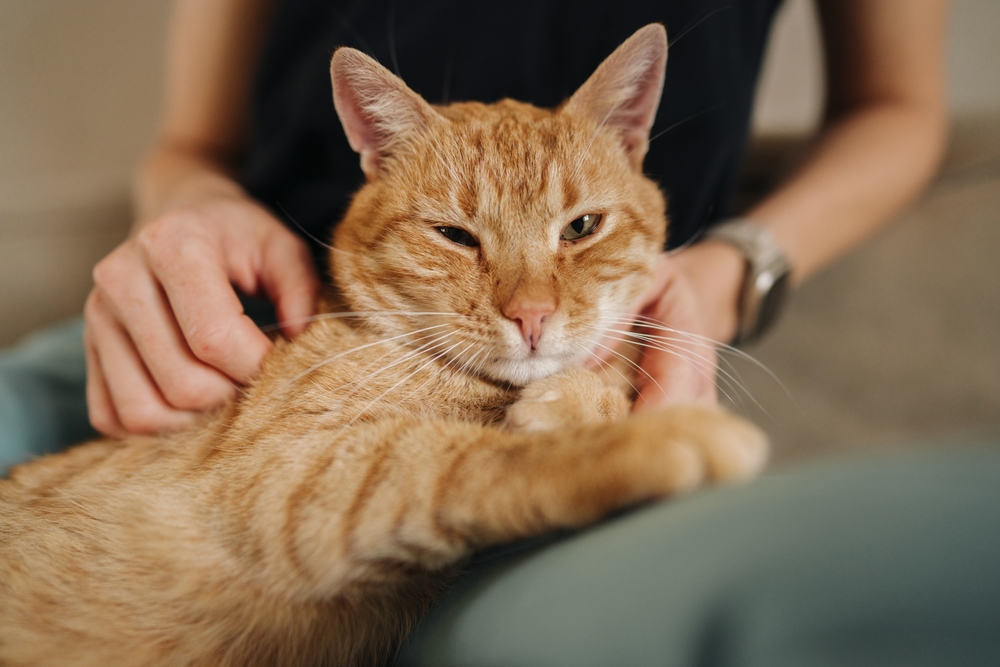 “猫"