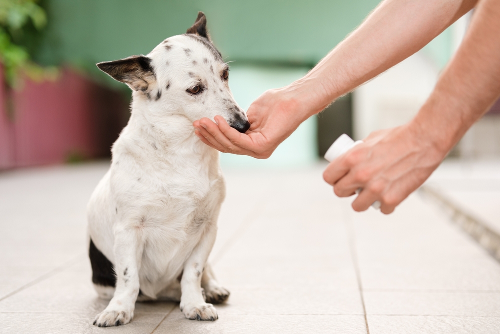 犬