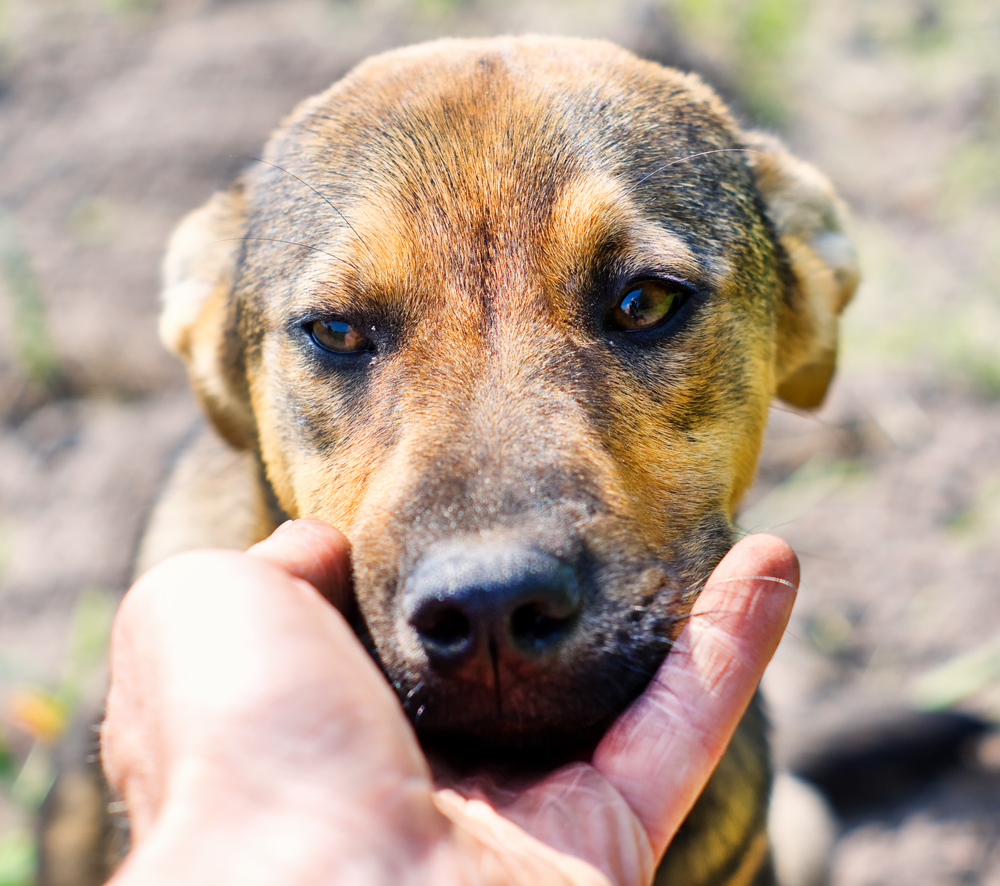 犬