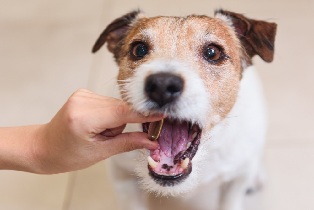 犬