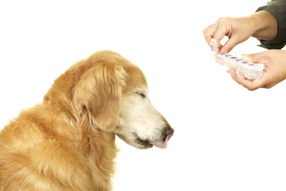 犬