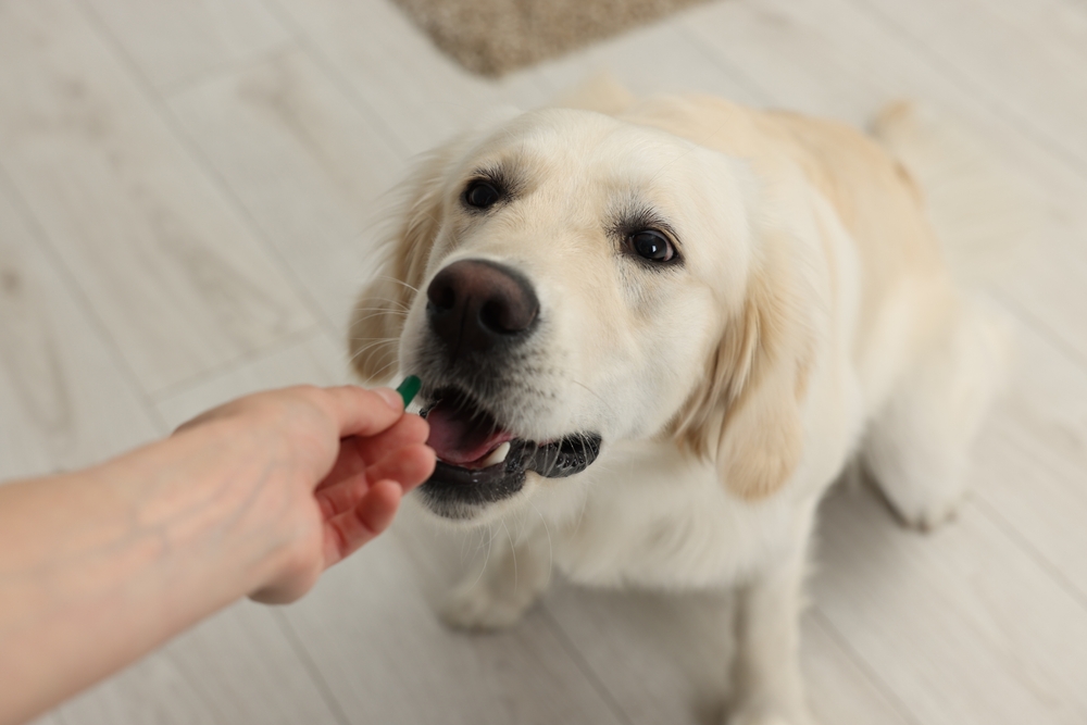 犬