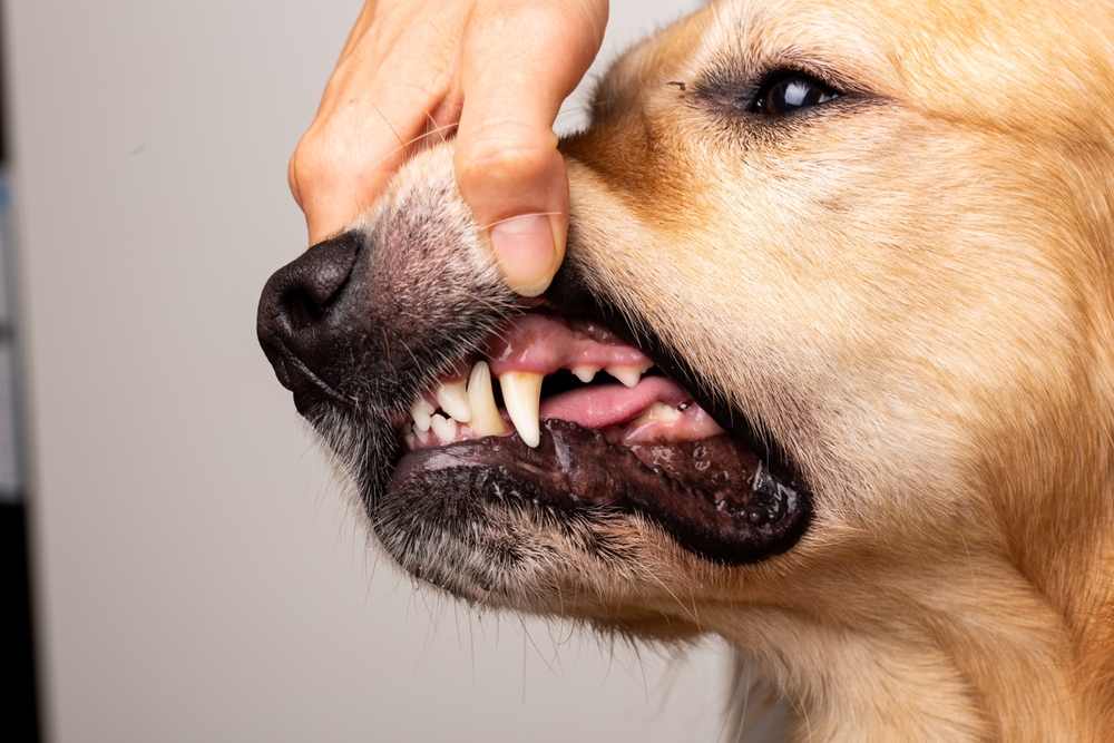 犬