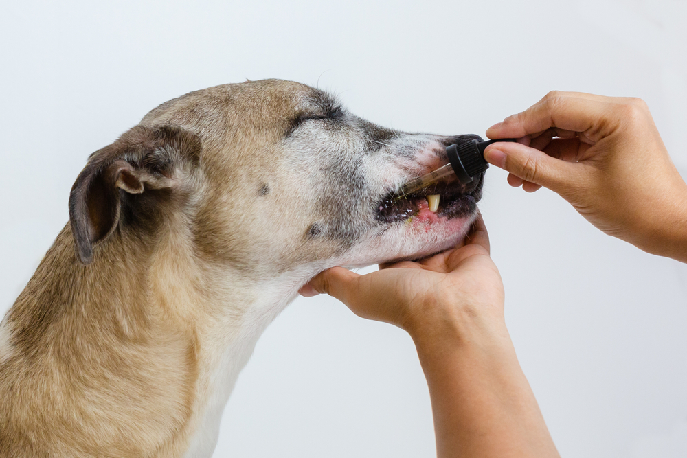 犬