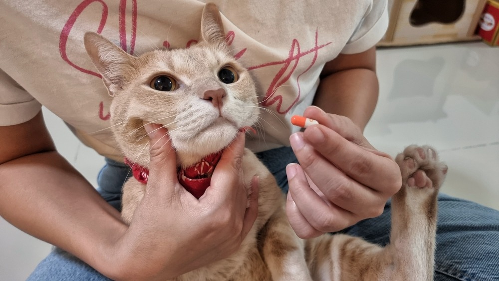 猫