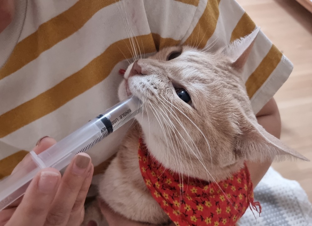 猫