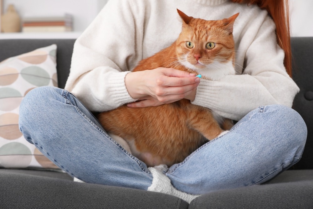 猫