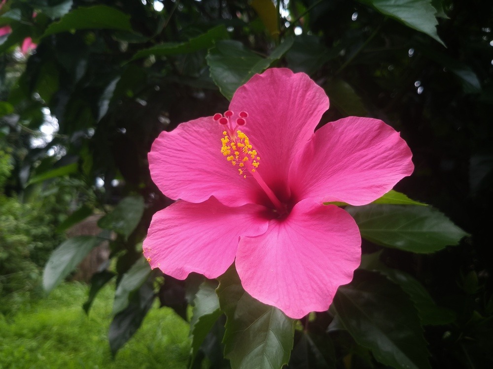 花