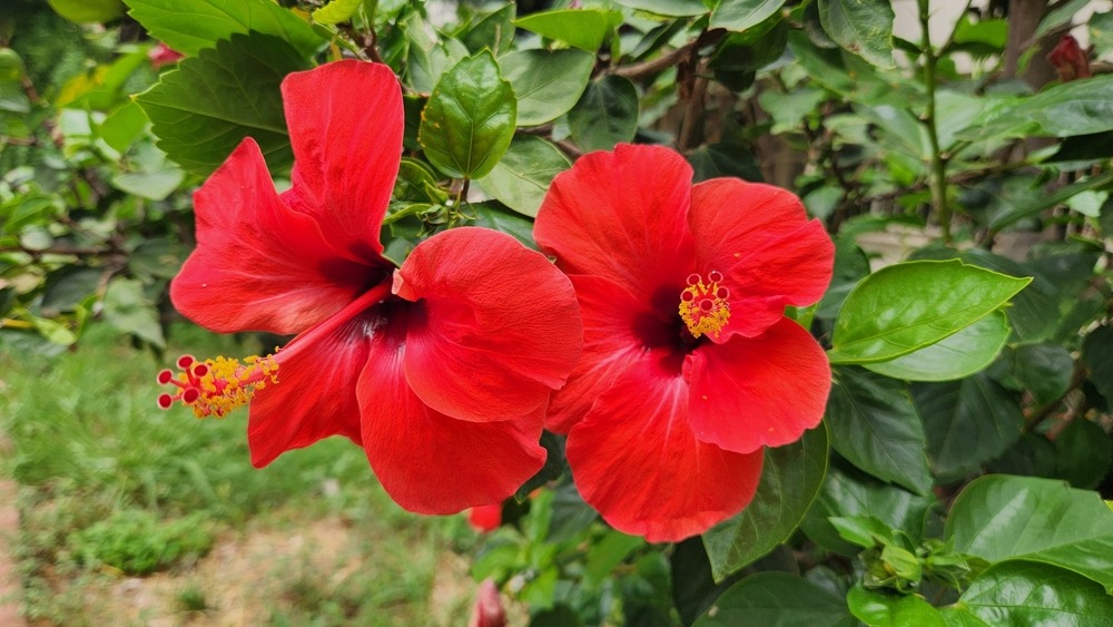 花