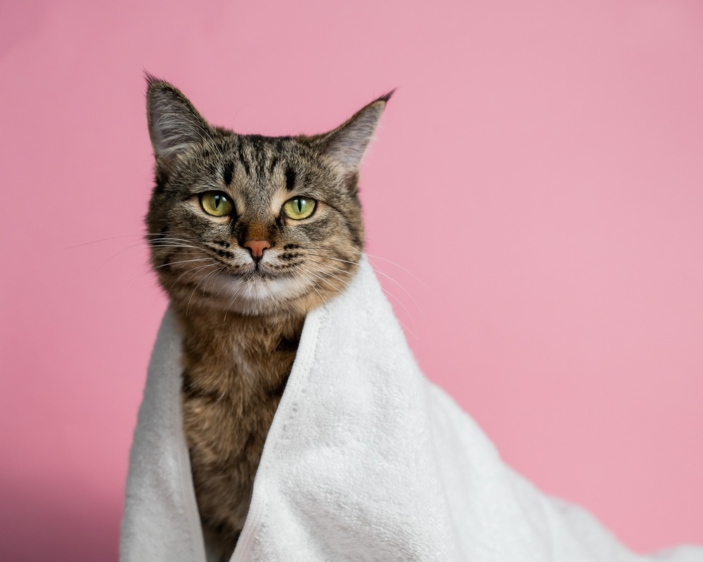 猫