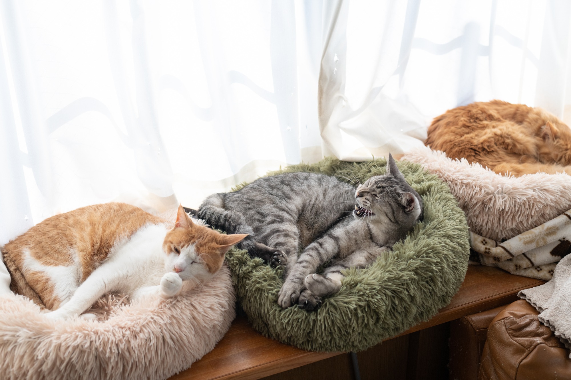 cats