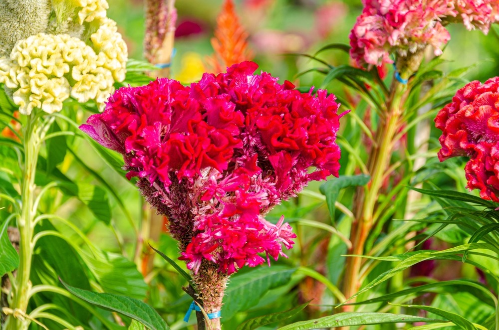flower