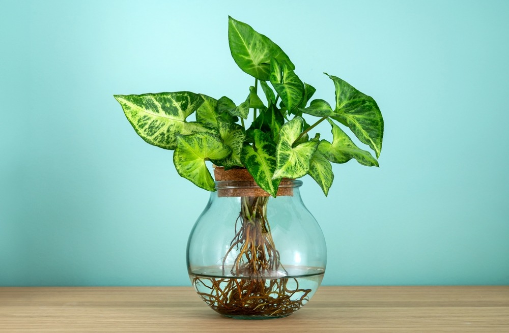 plant