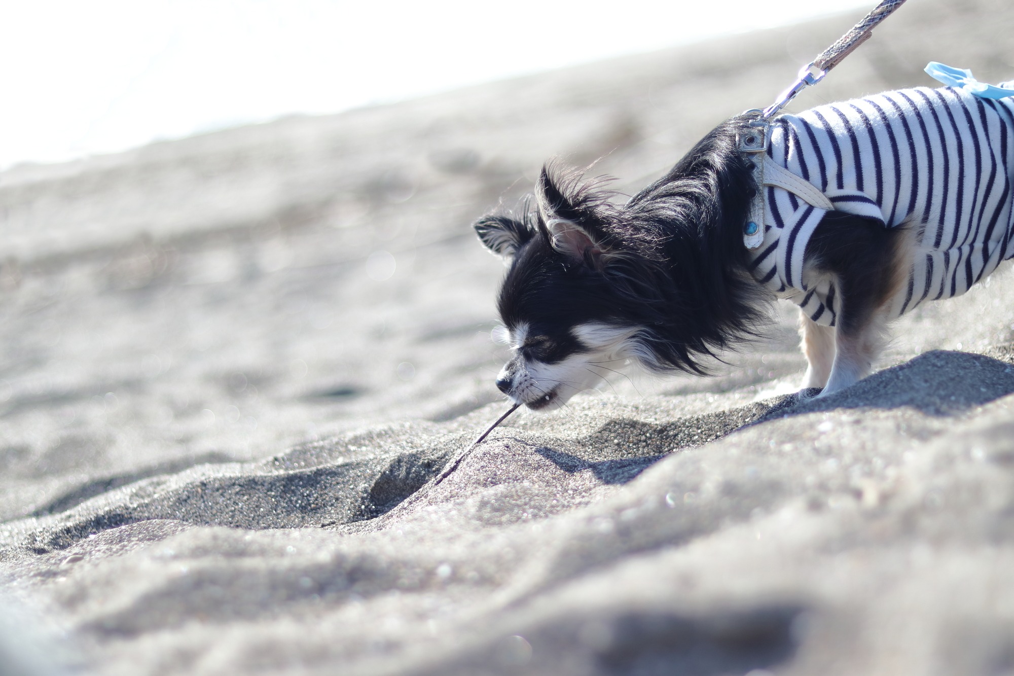 inu