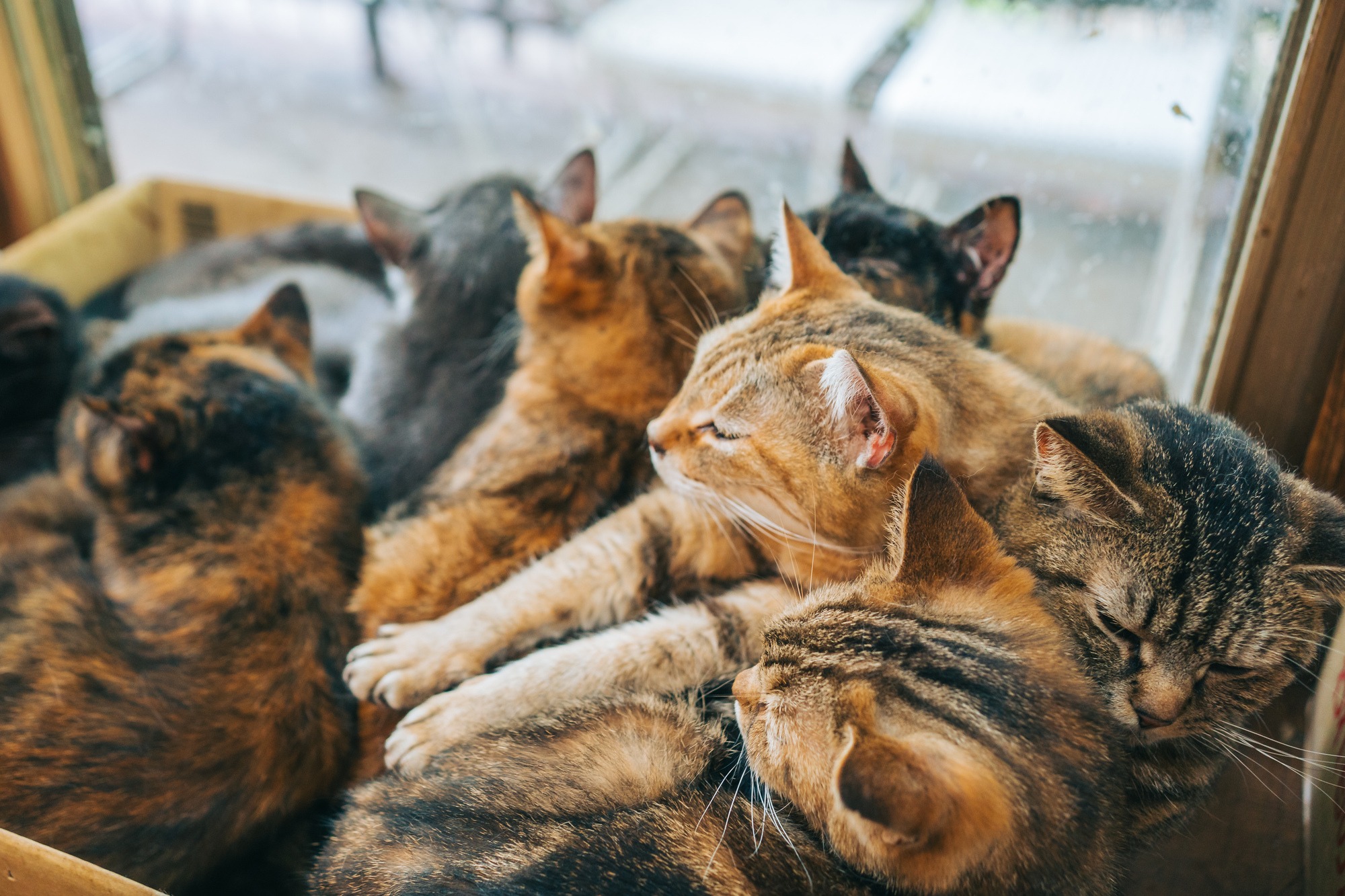 cats