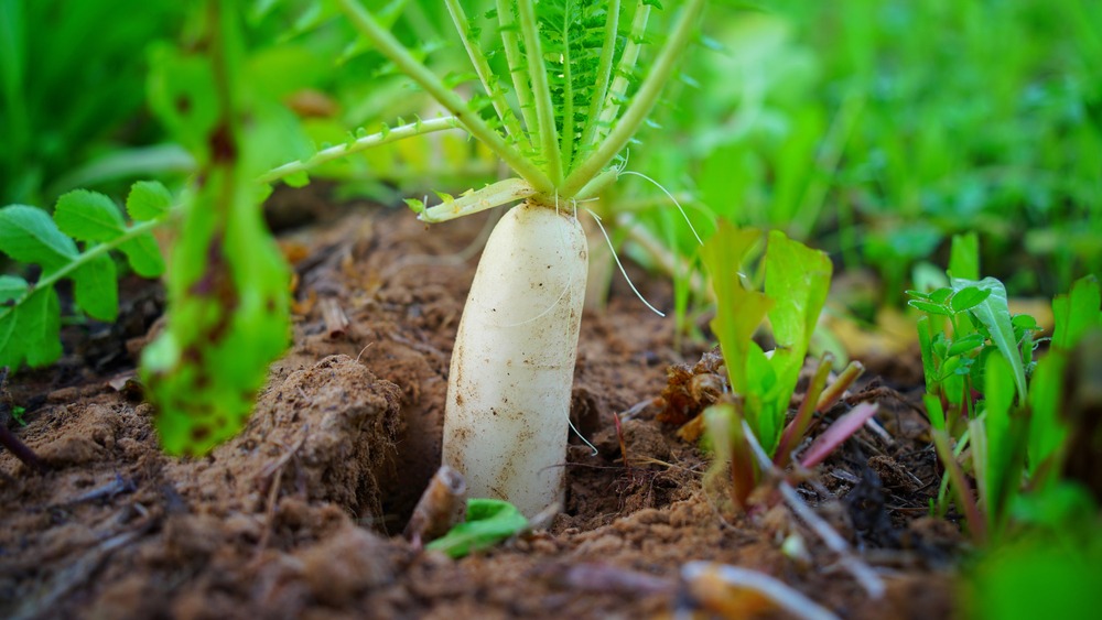radish