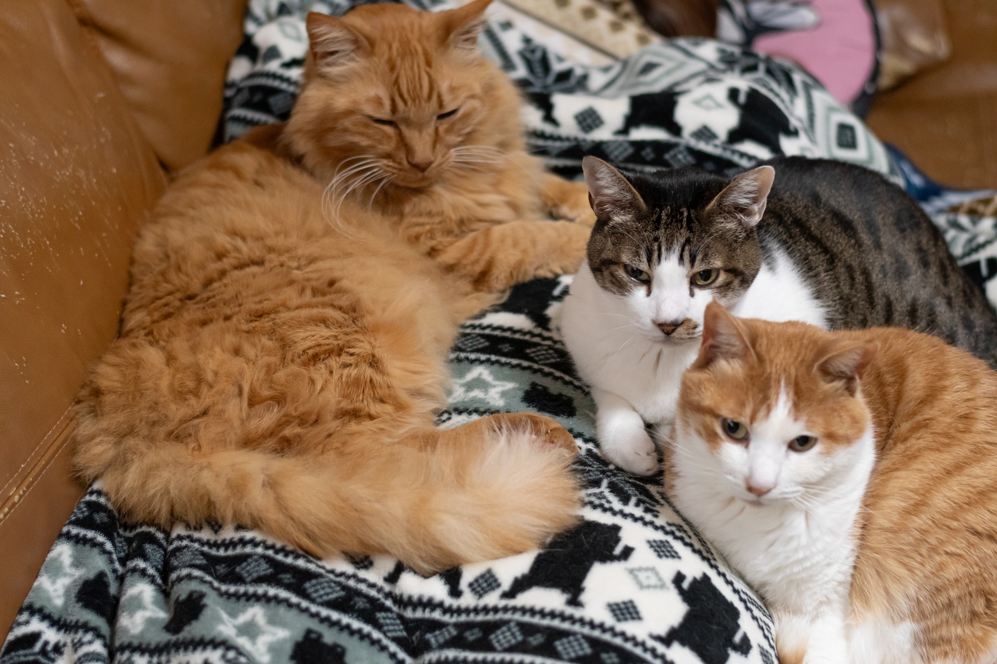 cats