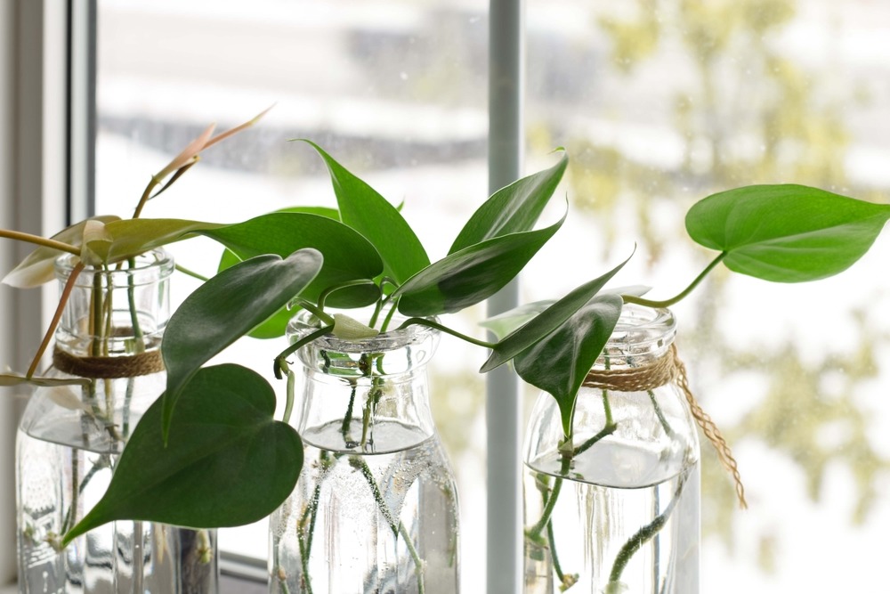 plant