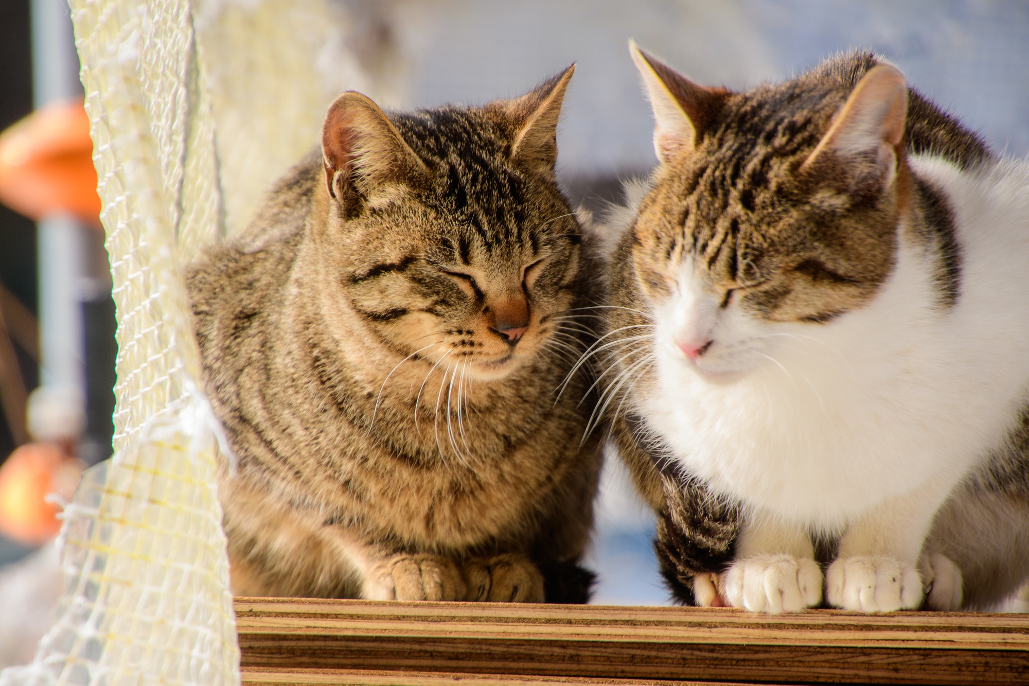 cats