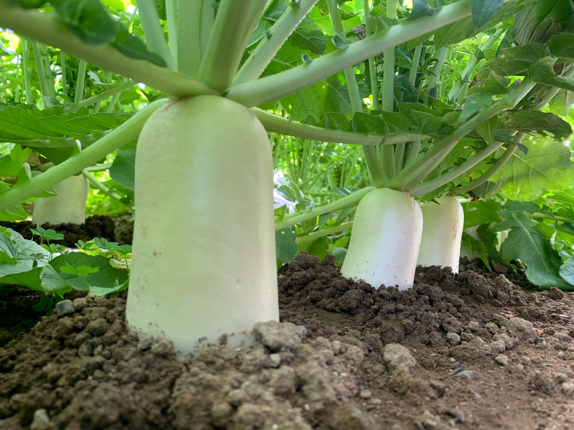 radish