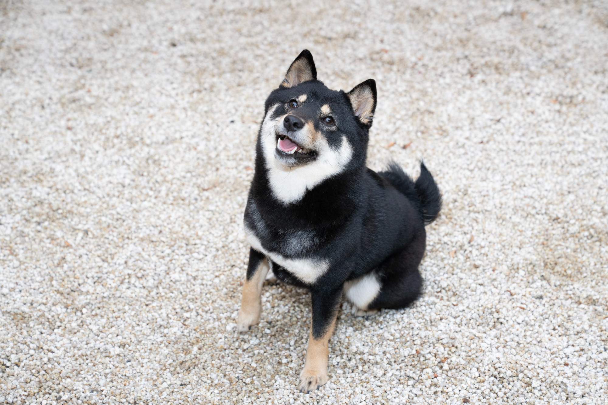 inu