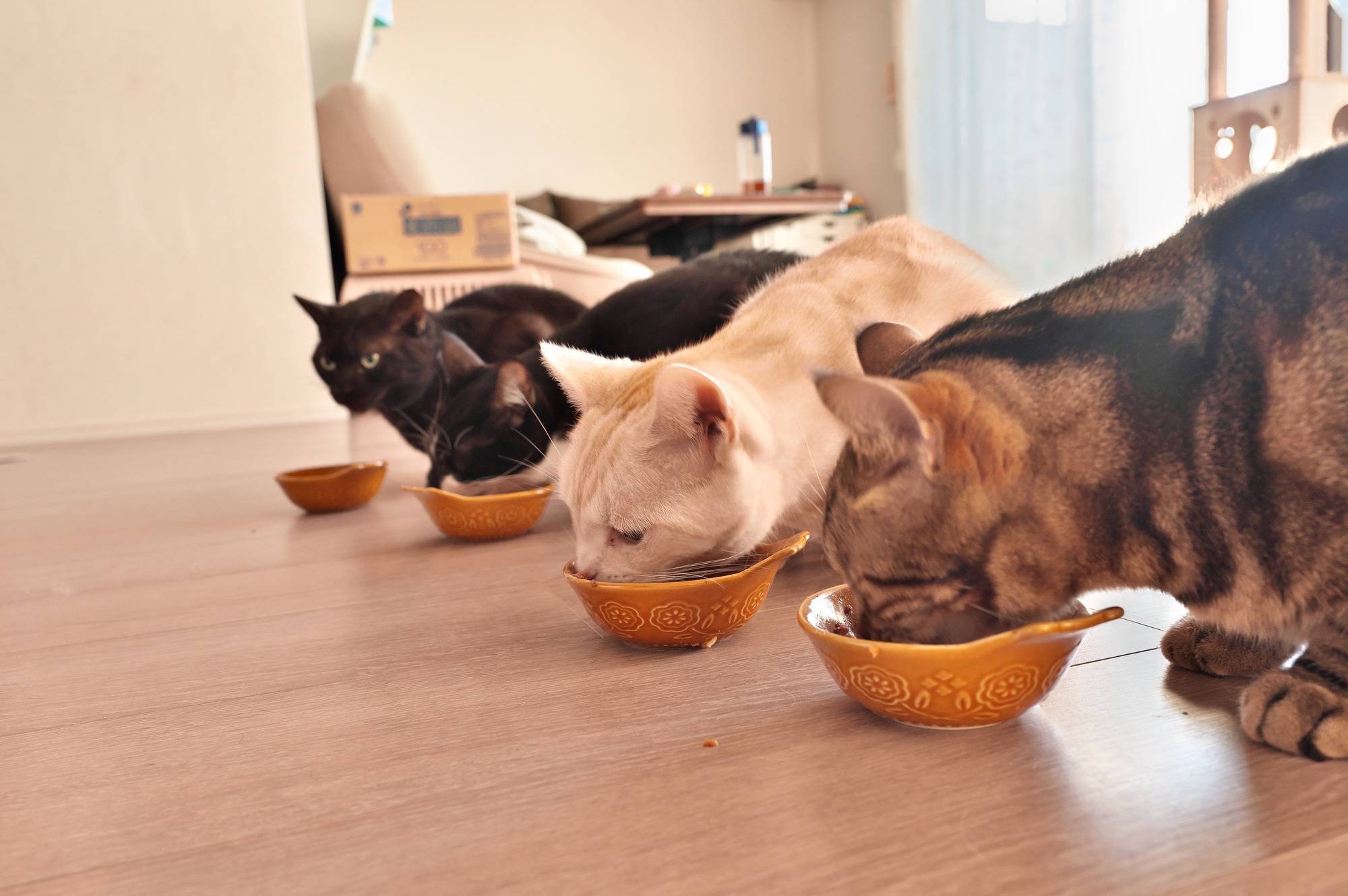 cats