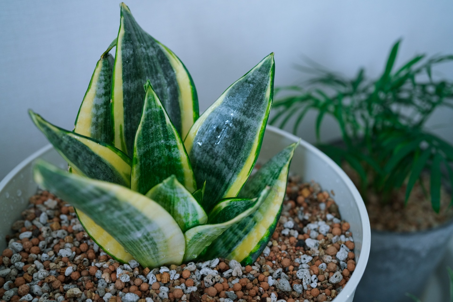 plant