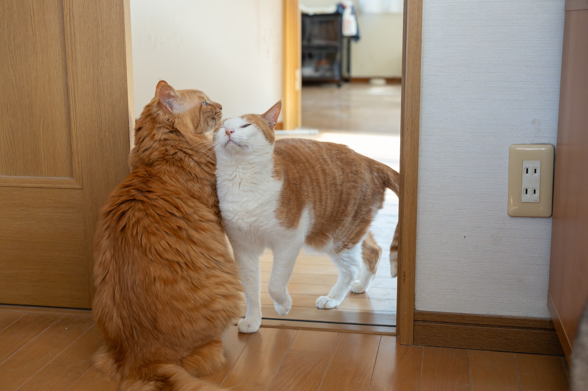 cats