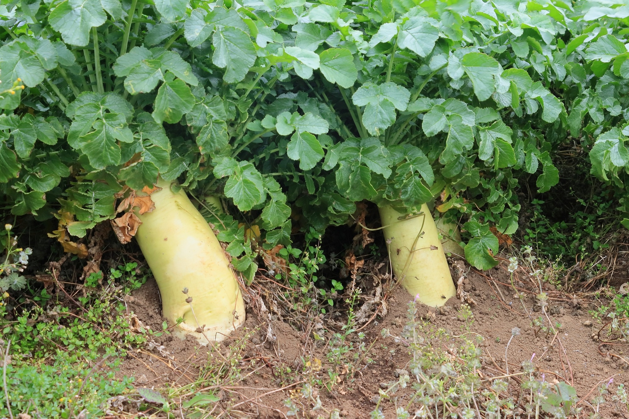 radish