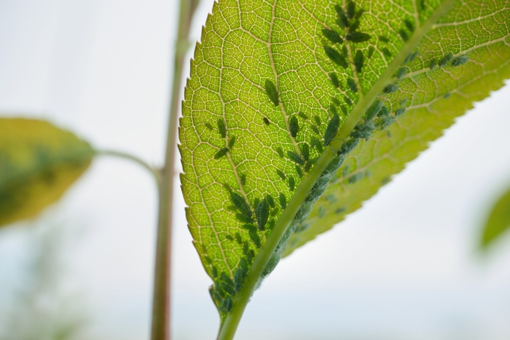 leaf