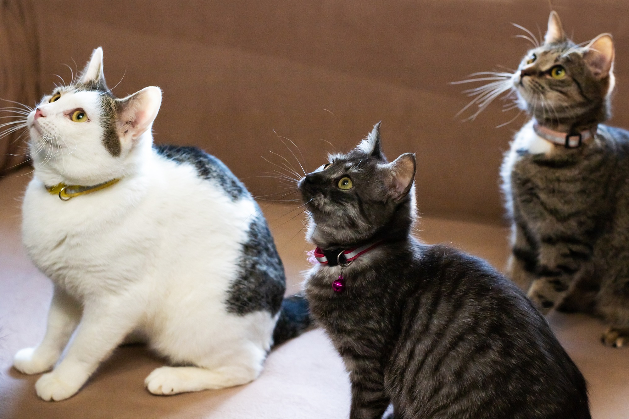 cats