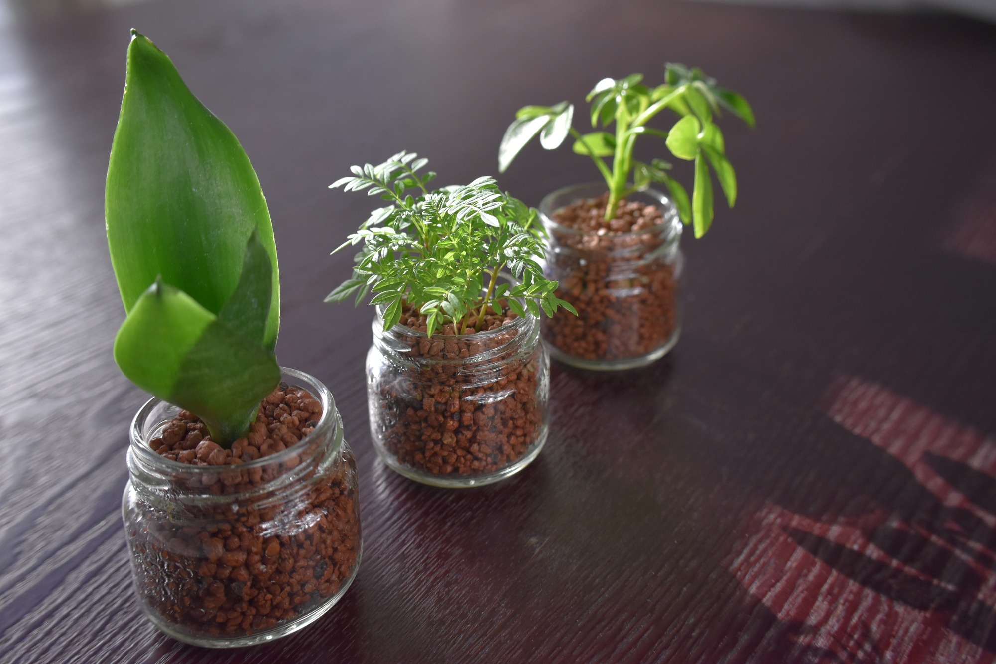 plant