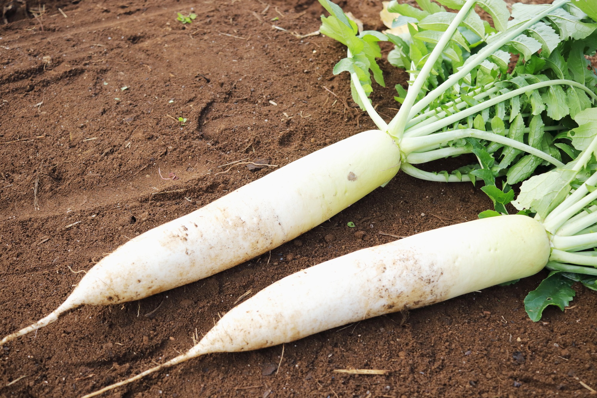 radish