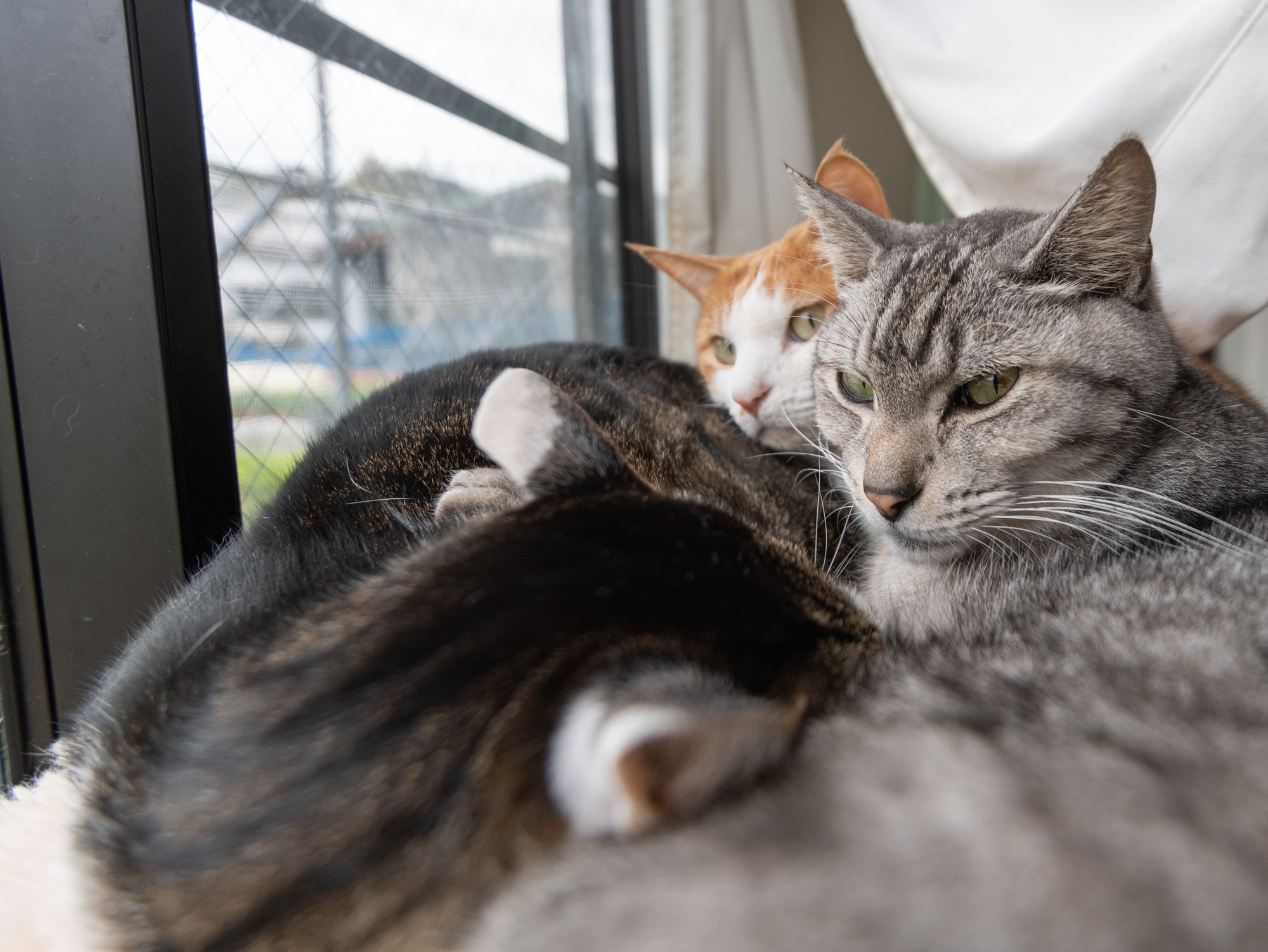 cats