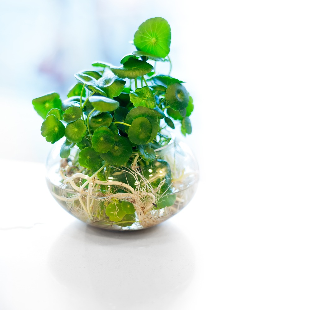 plant