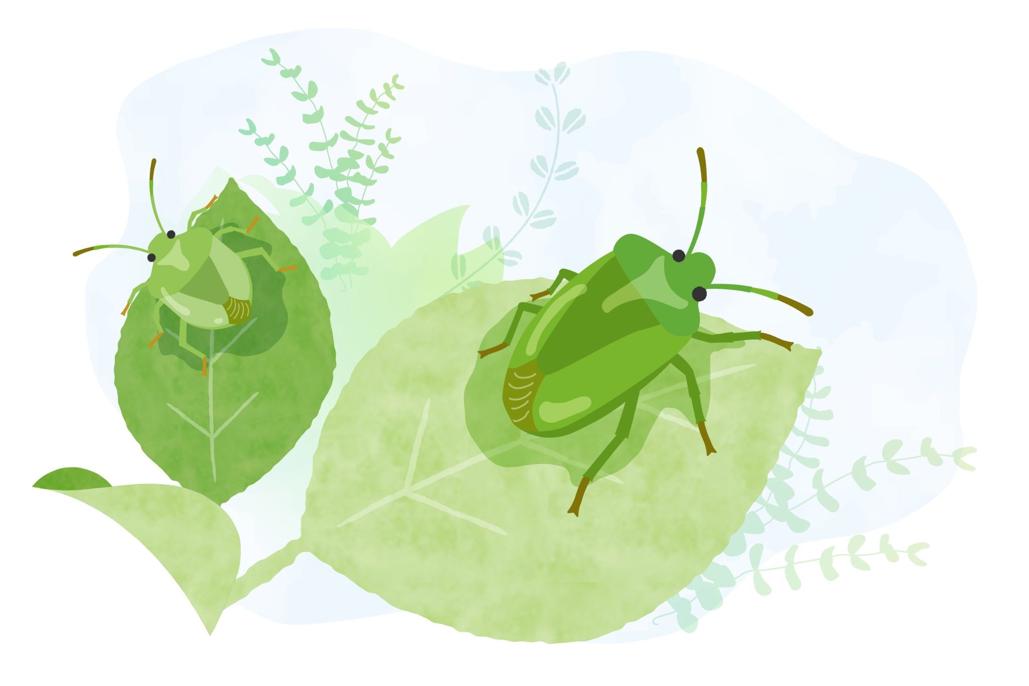 カメムシのイラスト