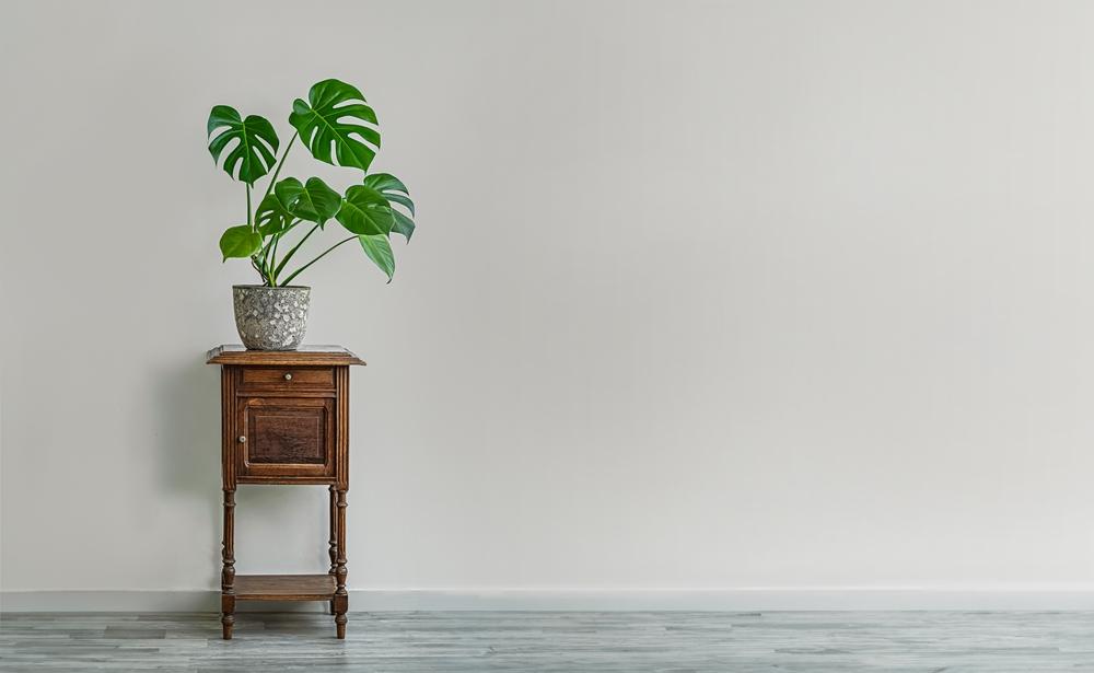 白い壁の前の木製サイドテーブルに置かれた鉢植えのモンステラ