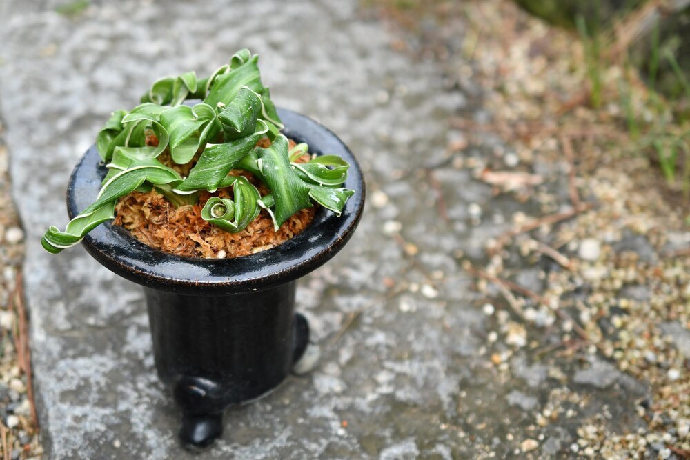 黒い鉢に植えられた葉が巻いた小葉系のオモト