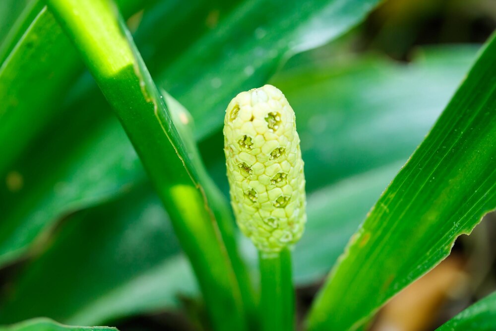 緑の葉の間から伸びたオモトの淡い黄緑色の花穂