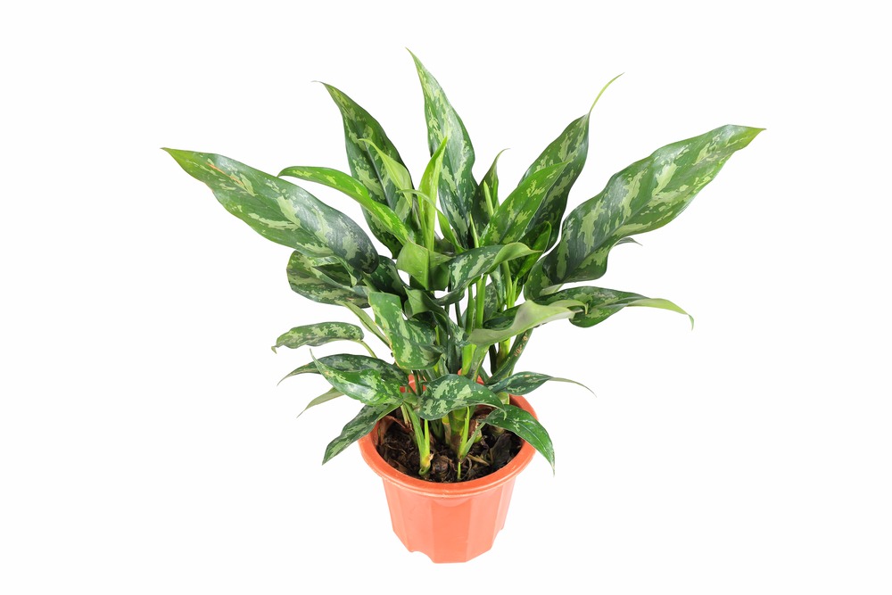 オレンジ色の鉢に植えられた斑入りの観葉植物