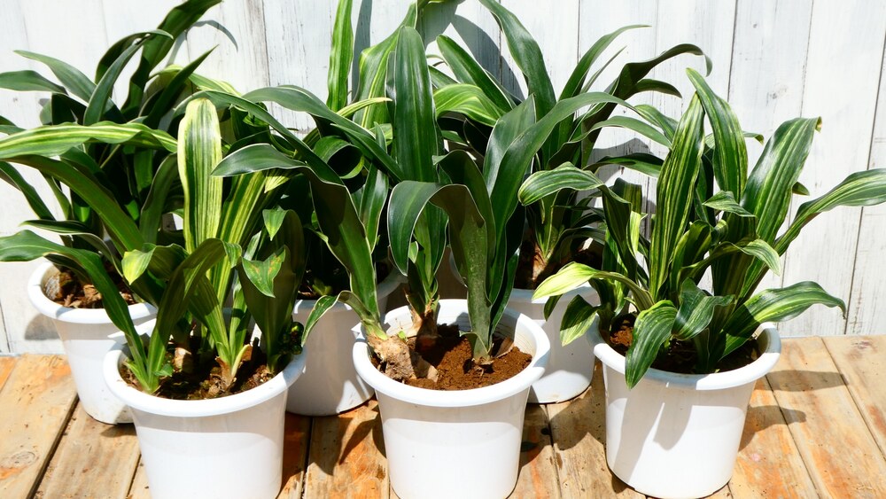 木のデッキに並んだ白い鉢植えのオモト