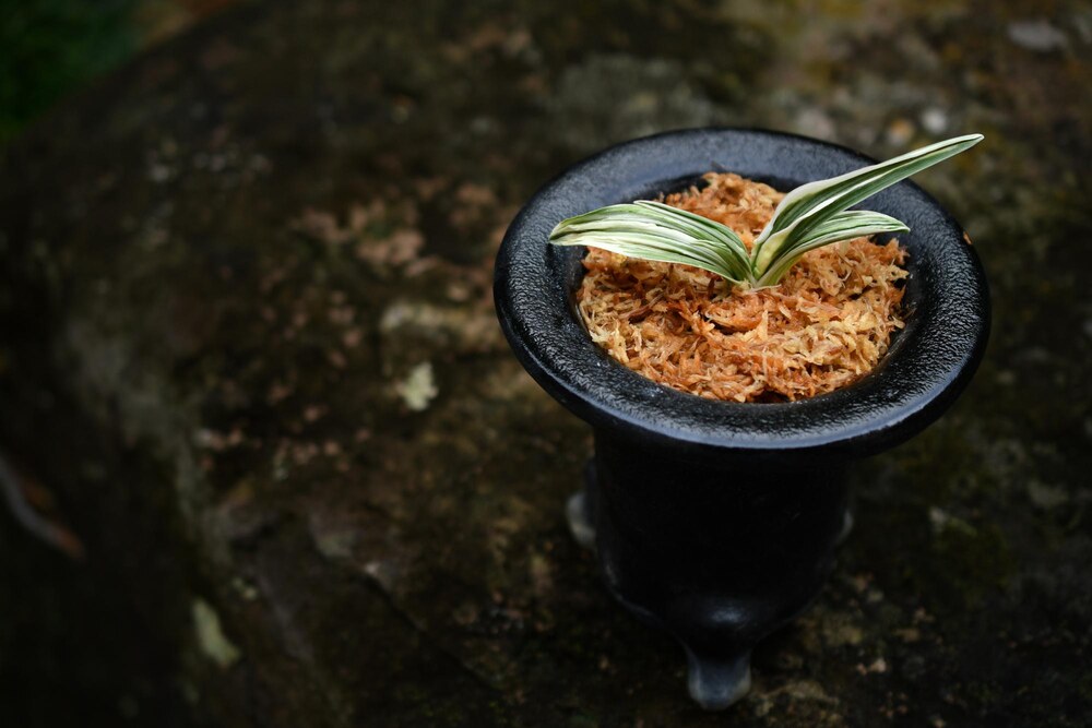 黒い鉢に植えられた斑入りの小さなオモトの苗