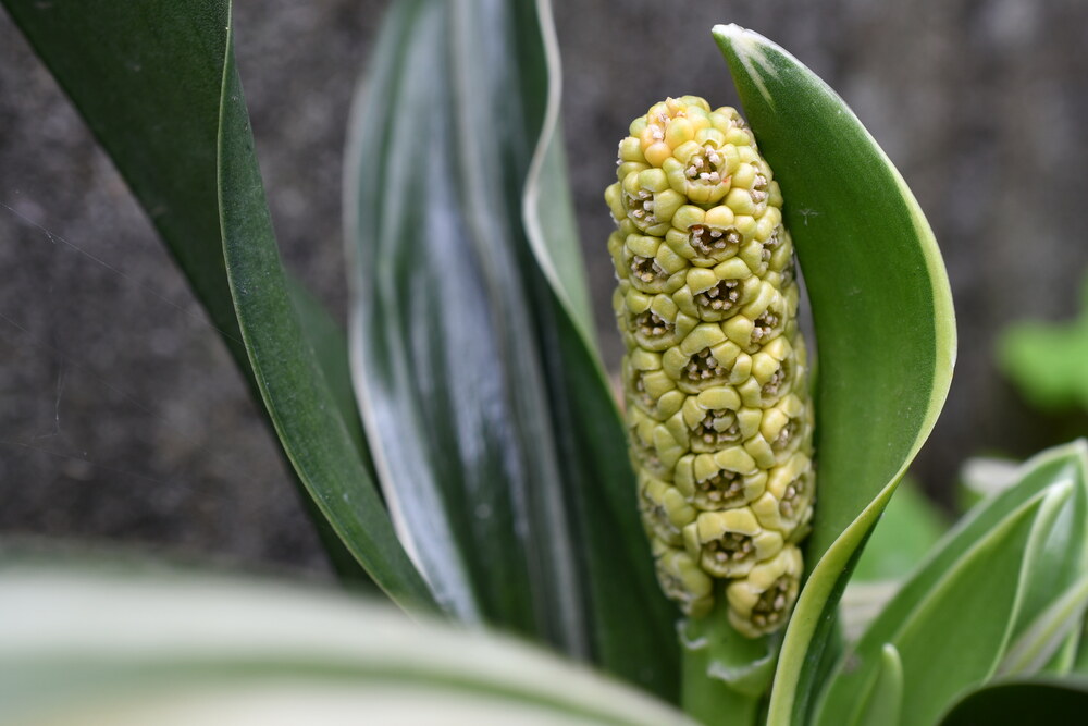 斑入りの葉に挟まれた黄緑色のオモトの花穂