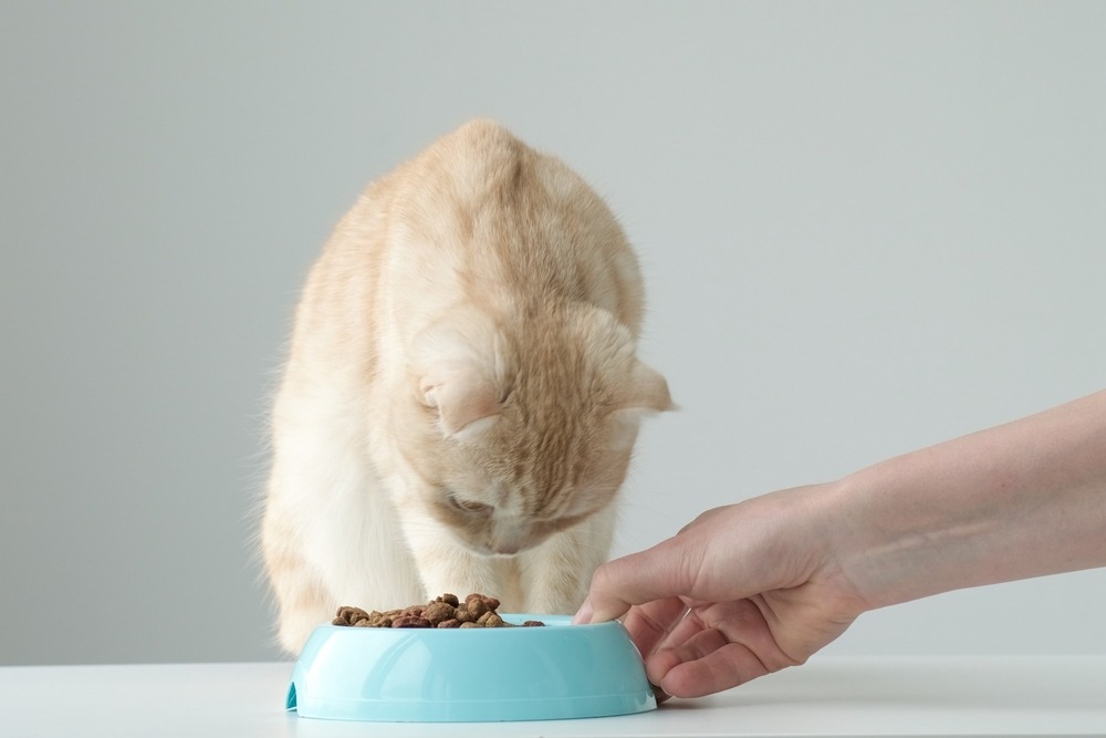 手で差し出された青い食器から食べるクリーム色の猫