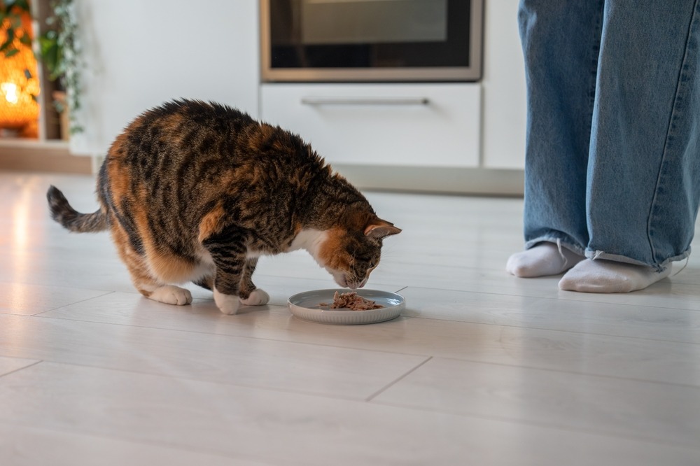 キッチンの床で食器からごはんを食べる猫