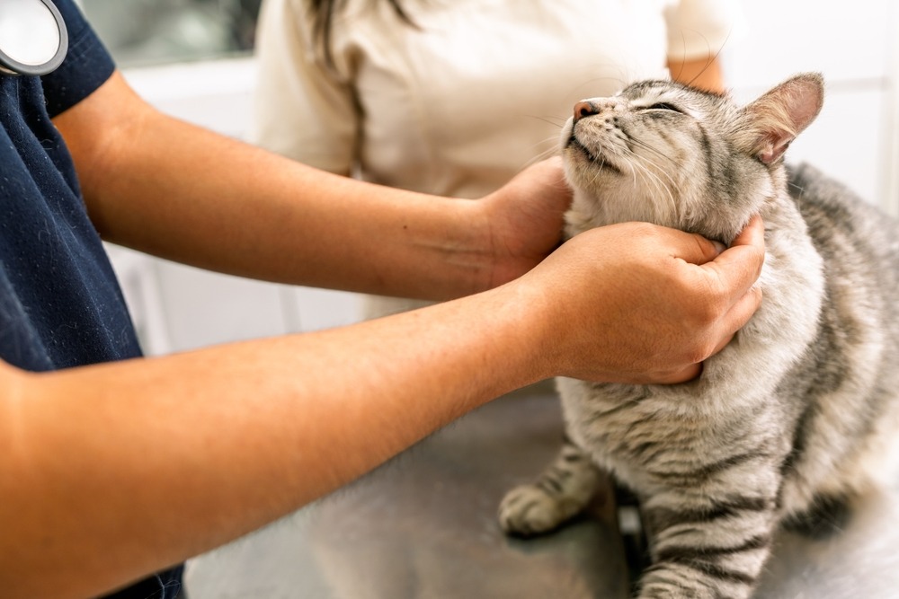 両手で顔を支えられて診察されている猫