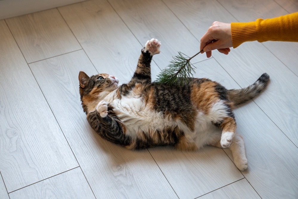 床に寝転んで猫じゃらしで遊ぶ三毛猫