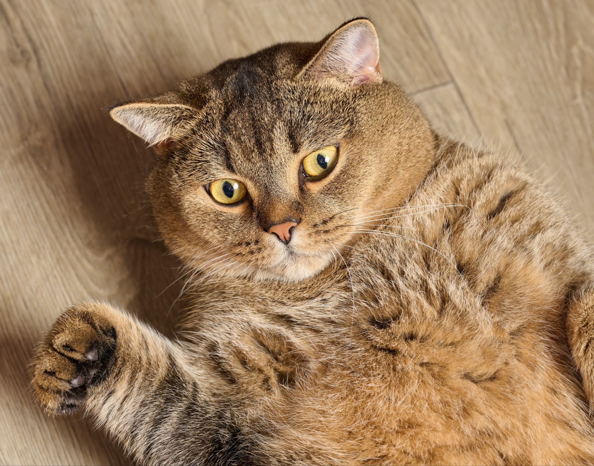 床に寝転がってこちらを見上げる太った猫