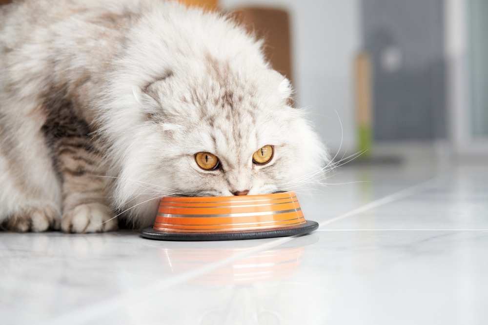 オレンジ色の食器からごはんを食べる長毛の猫